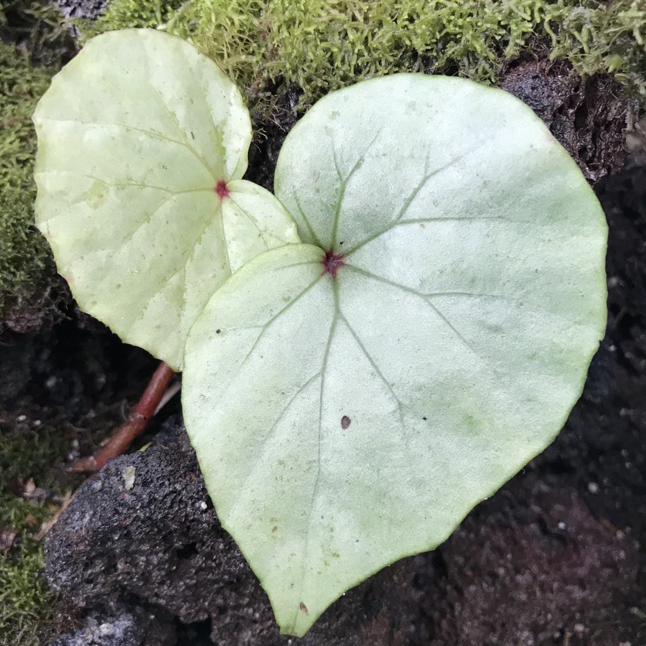 Begonia sp. Senai ÖN SİPARİŞ