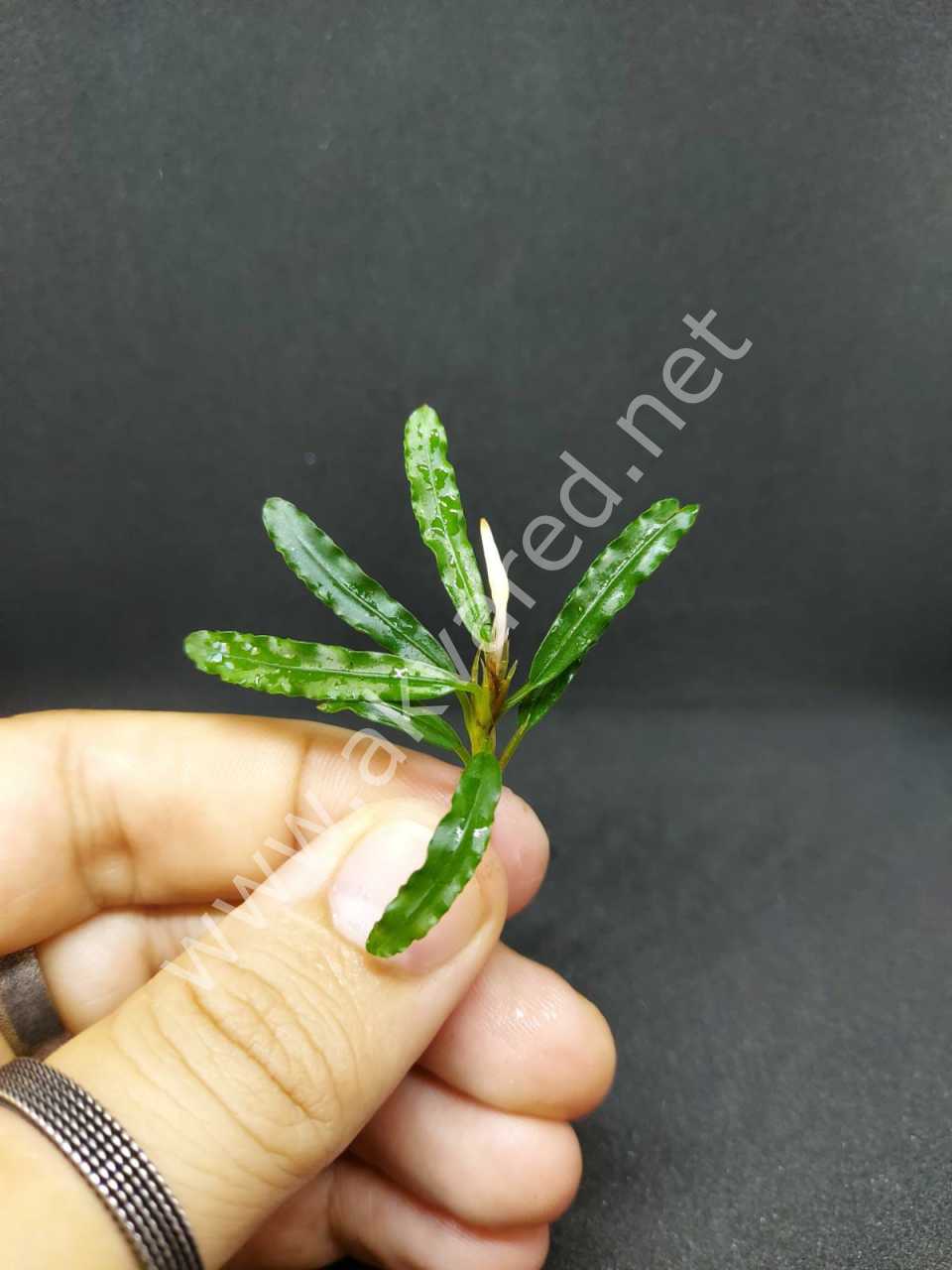 Bucephalandra biblis ADET ÖN SİPARİŞ