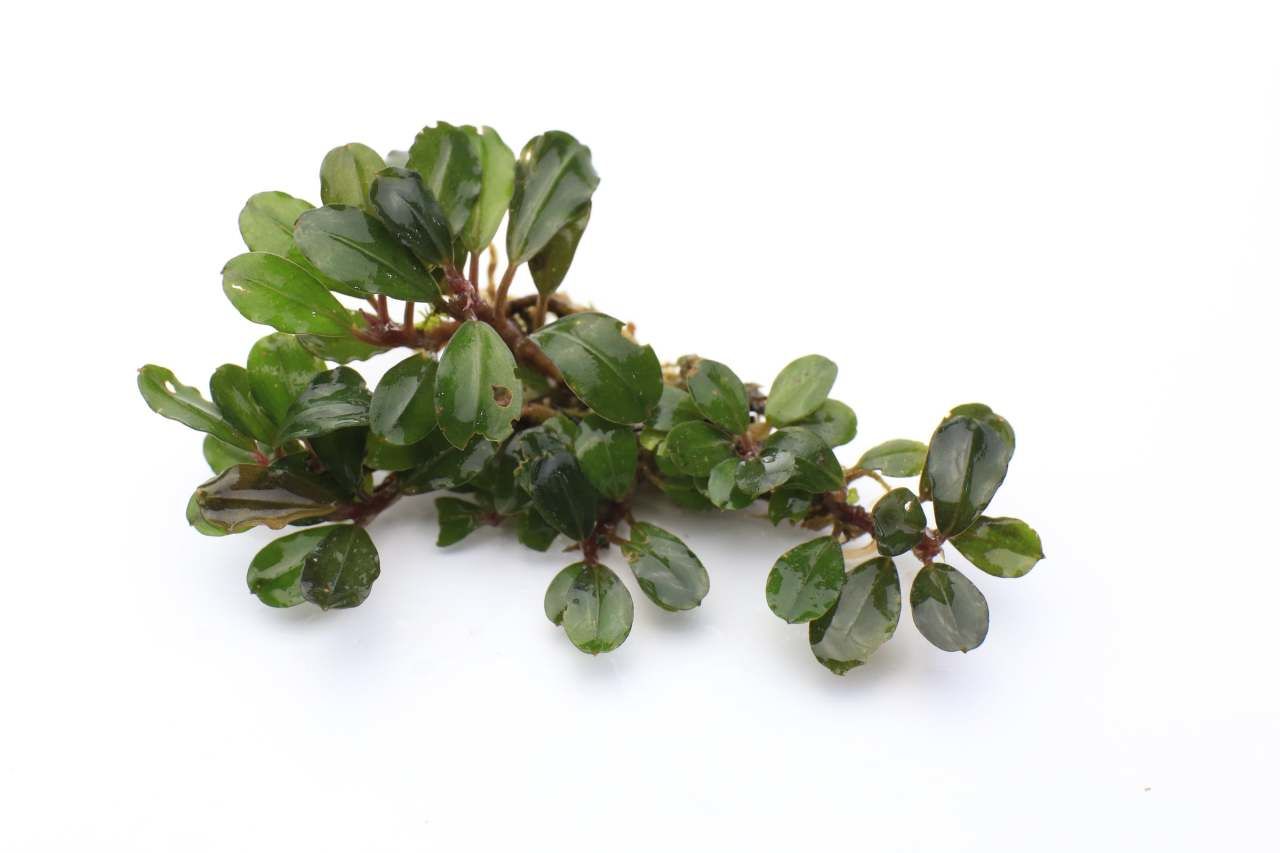 Bucephalandra peacock 20x30cm - ÖN SİPARİŞ