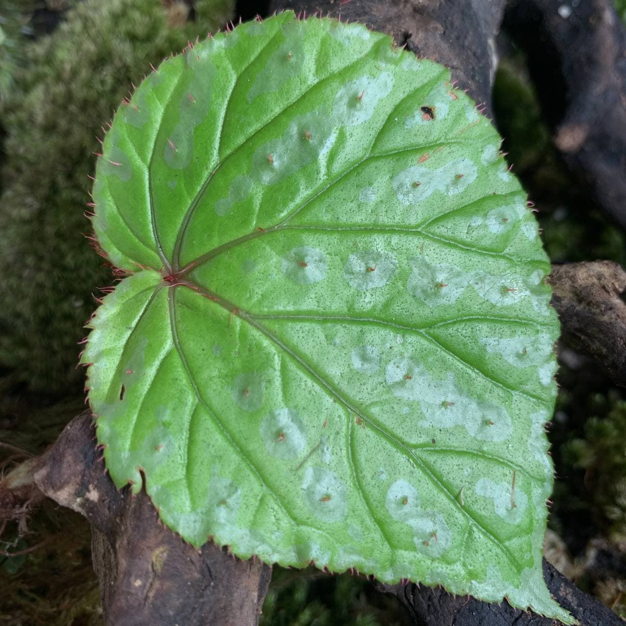 Begonia sp. Atong ÖN SİPARİŞ