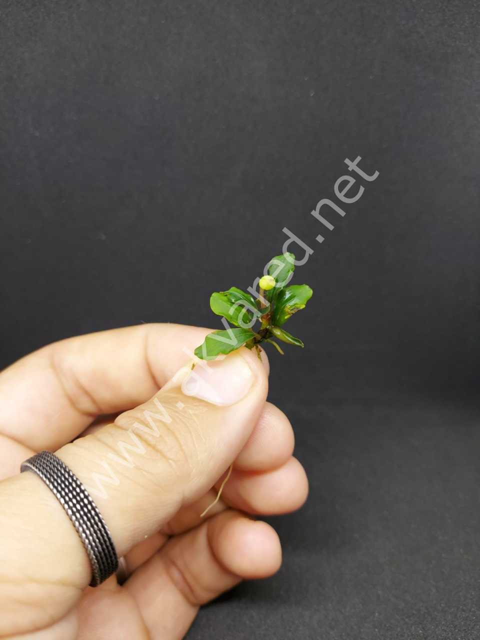 Bucephalandra brownie purple ADET İTHAL