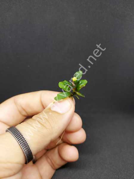 Bucephalandra brownie purple ADET İTHAL