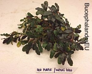Bucephalandra red purple 20x30cm - ÖN SİPARİŞ