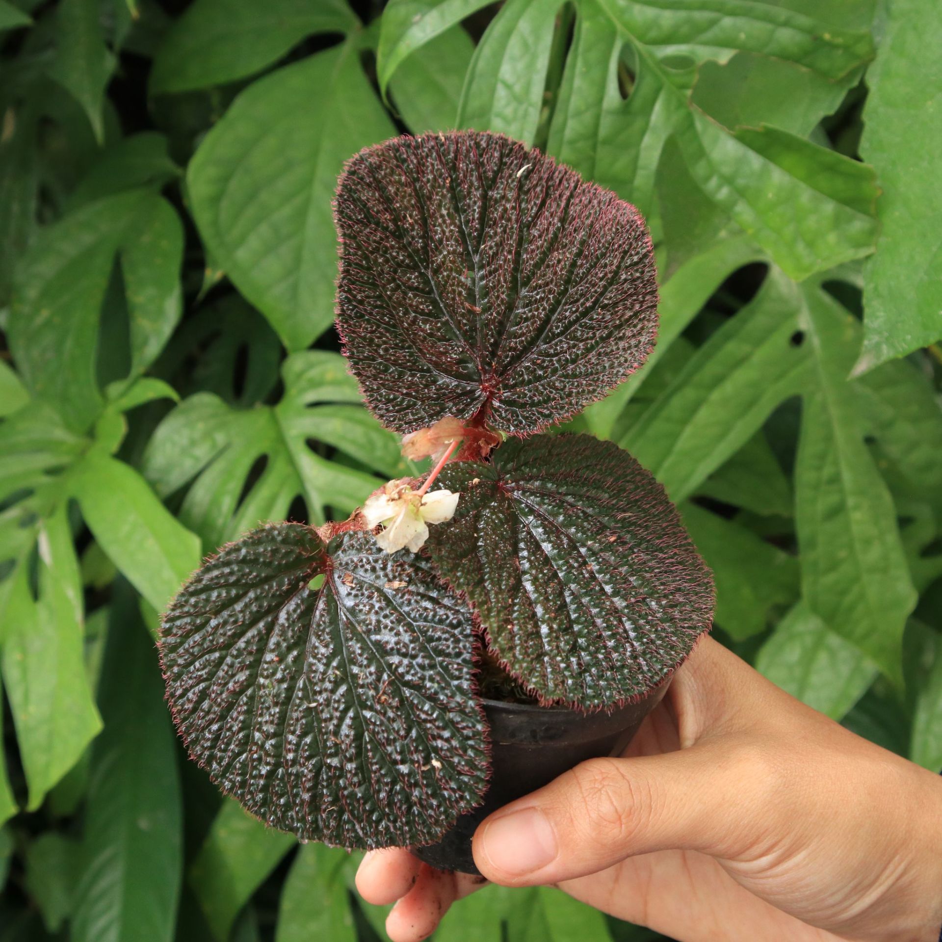 Begonia sp. Baik red ÖN SİPARİŞ