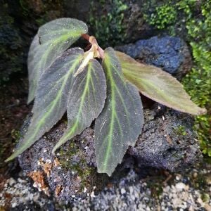 Begonia sp. Green Line ÖN SİPARİŞ