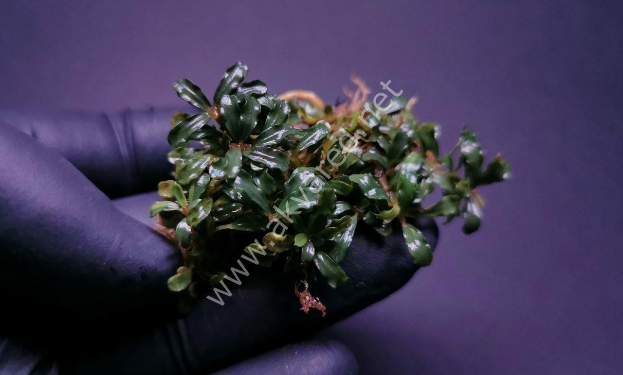 Bucephalandra silver aurora 20x30cm PORSIYON - ÖN SİPARİŞ