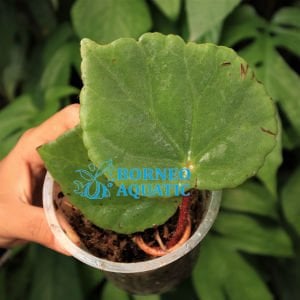 Begonia sp. Green Sumatra ÖN SİPARİŞ