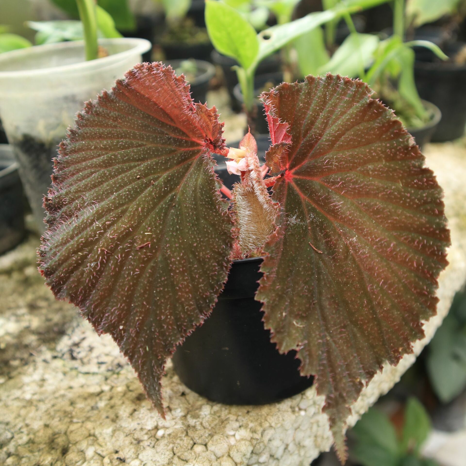 Begonia sp. Lambi ÖN SİPARİŞ