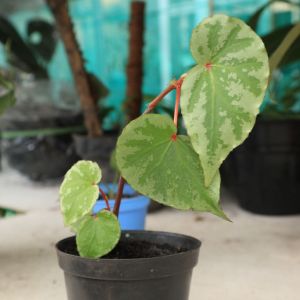 Begonia sp. Lidi ÖN SİPARİŞ