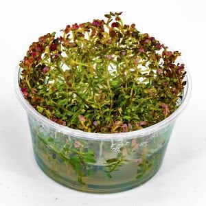 Rotala rotundifolia red IN VITRO CUP