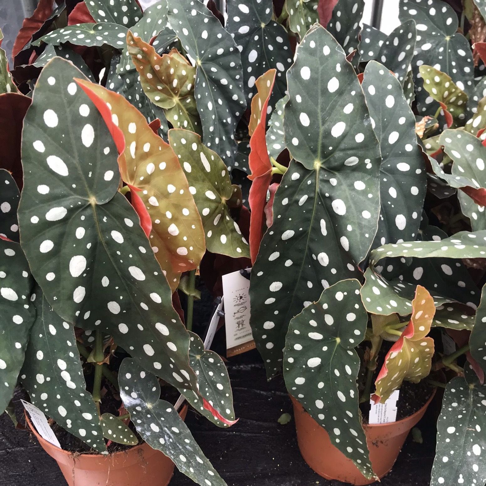 Begonia sp. Polkadot ÖN SİPARİŞ