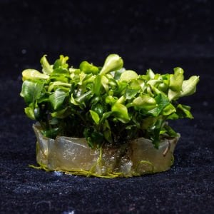 Bucephalandra wavy green 10x10 CM ÖN SİPARİŞ