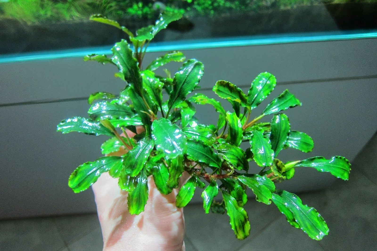 Bucephalandra wavy green ADET ÖN SİPARİŞ