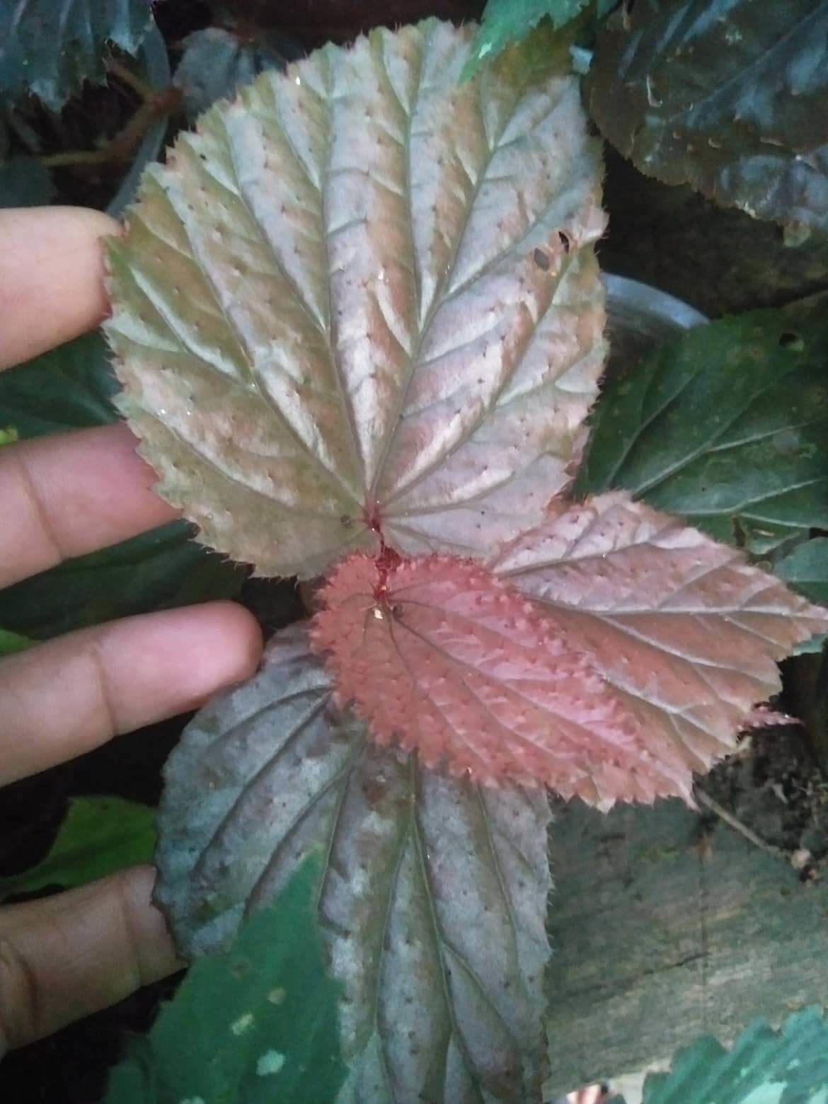 Begonia sp. Raun ÖN SİPARİŞ