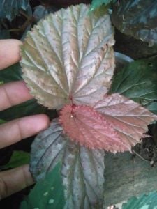 Begonia sp. Raun ÖN SİPARİŞ
