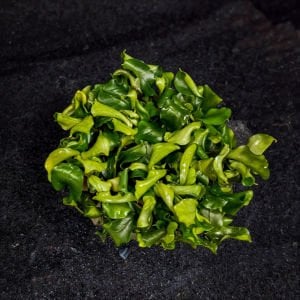 Bucephalandra wavy green ADET ÖN SİPARİŞ