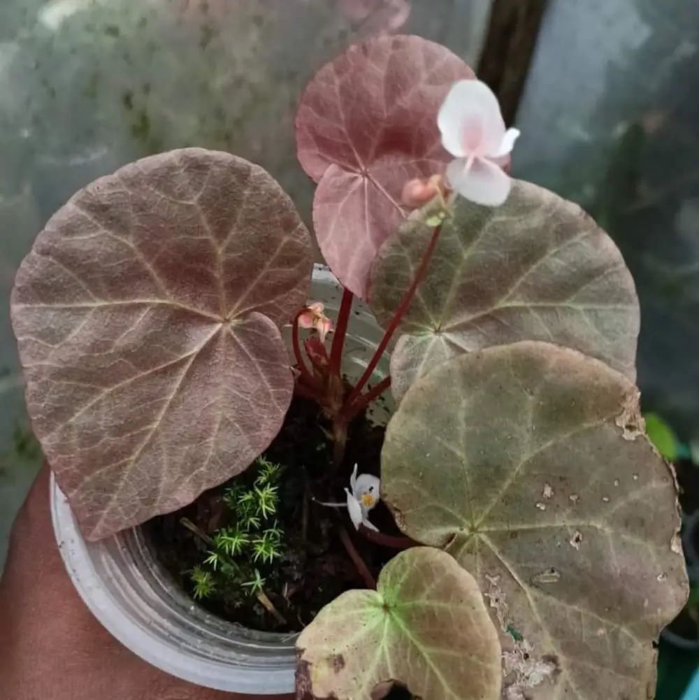 Begonia sp. Red Sictopoda ÖN SİPARİŞ