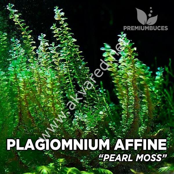 Plagiomnium cf. Affine / Pearl Moss 5 gr.