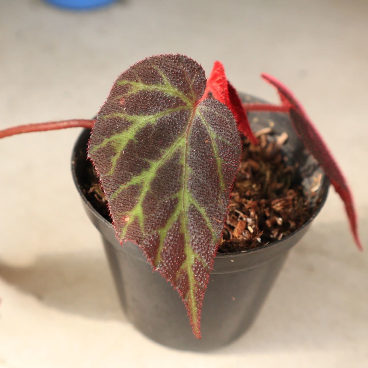 Begonia sp. Red Sumatra ÖN SİPARİŞ