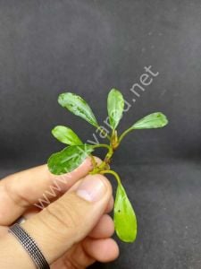 Bucephalandra venus ADET ÖN SİPARİŞ