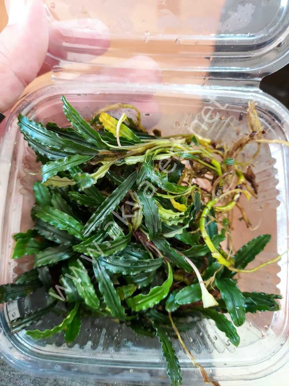 Bucephalandra velvet 20x30cm PORSIYON - ÖN SİPARİŞ