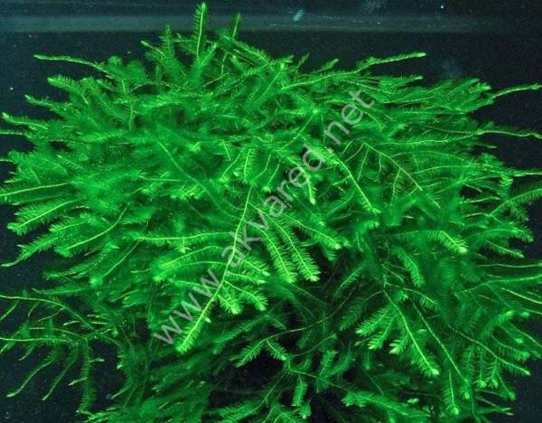 Taxiphyllum sp. Spiky Moss 5 gr