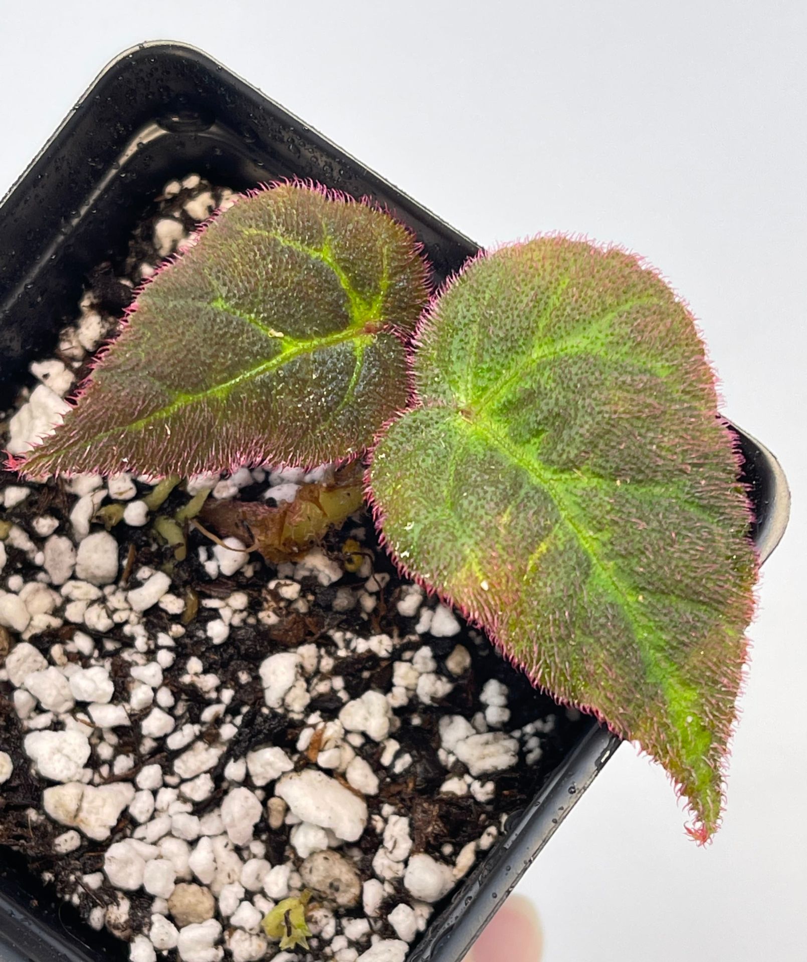 Begonia sp. Sumatra ÖN SİPARİŞ