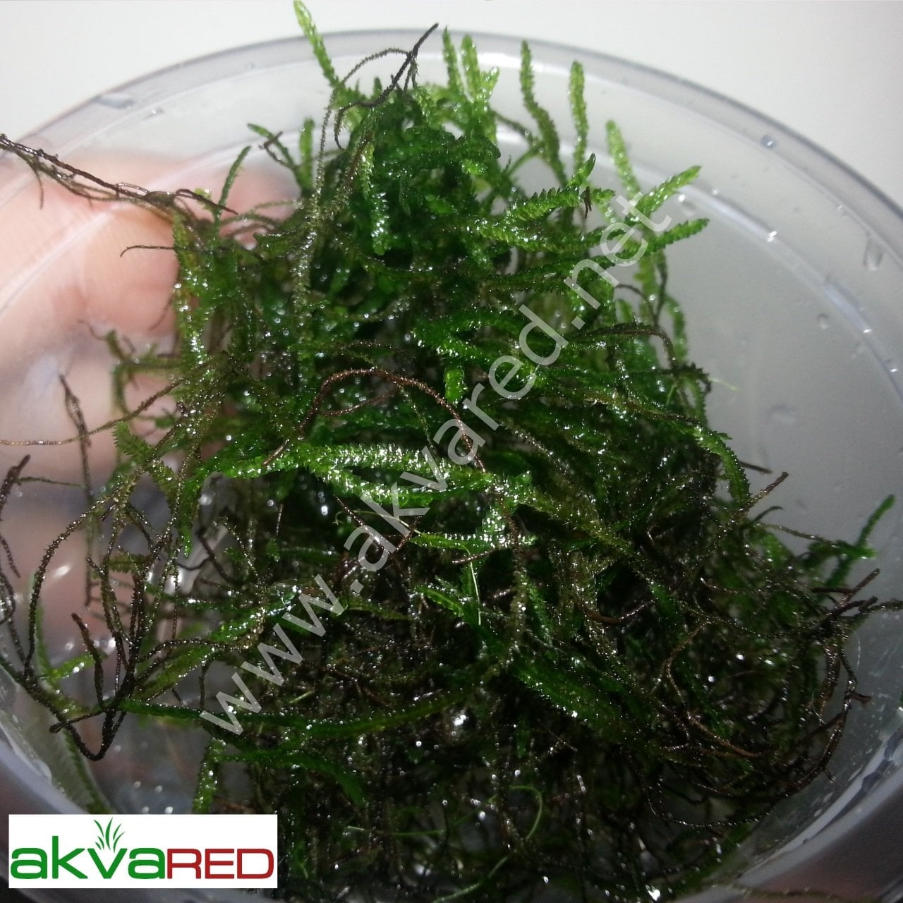 Taxiphyllum sp. Flame Moss 5 gr