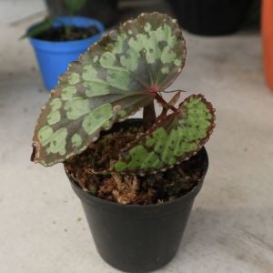 Begonia sp. Umbrella ÖN SİPARİŞ