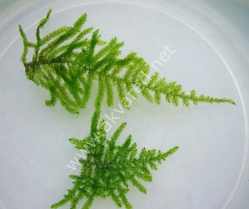 Taxiphyllum sp. Peacock Moss 5 gr