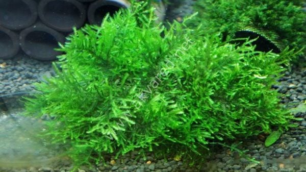 Taxiphyllum sp. Peacock Moss 5 gr