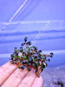 Bucephalandra phantom ADET ÖN SİPARİŞ