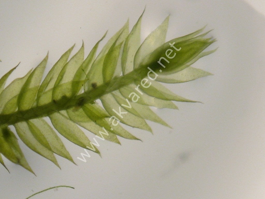 Vesicularia reticulata / Erect Moss 5 gr