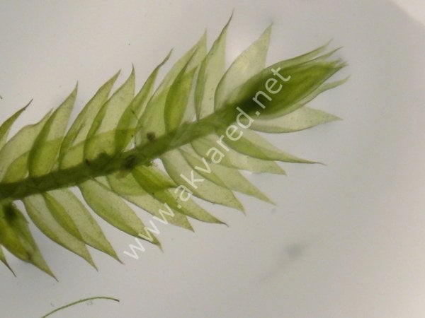 Vesicularia reticulata / Erect Moss 5 gr