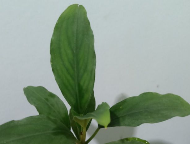 Bucephalandra big mukok ADET ÖN SİPARİŞ