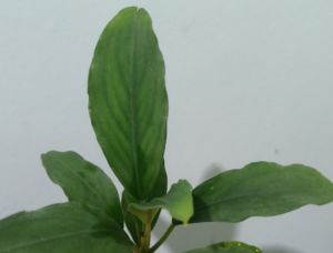 Bucephalandra big mukok ADET ÖN SİPARİŞ