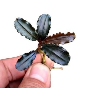 Bucephalandra black cobra ADET ÖN SİPARİŞ