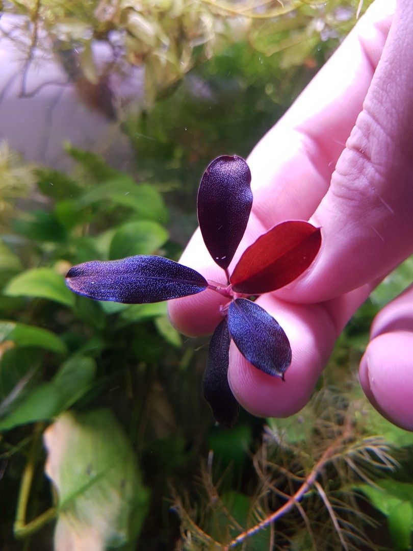 Bucephalandra black angel ADET ÖN SİPARİŞ