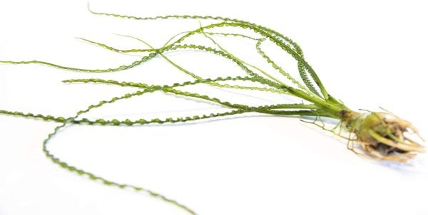 Crinum calamistratum (Soğan) ADET