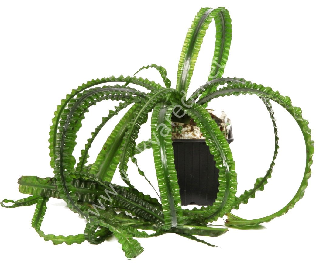 Crinum aquatica (Soğan) ADET