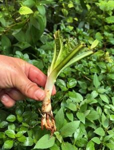 Crinum aquatica (Soğan) ADET