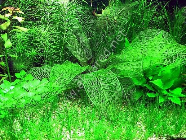 Aponogeton madagascarensis (Yumru) ADET