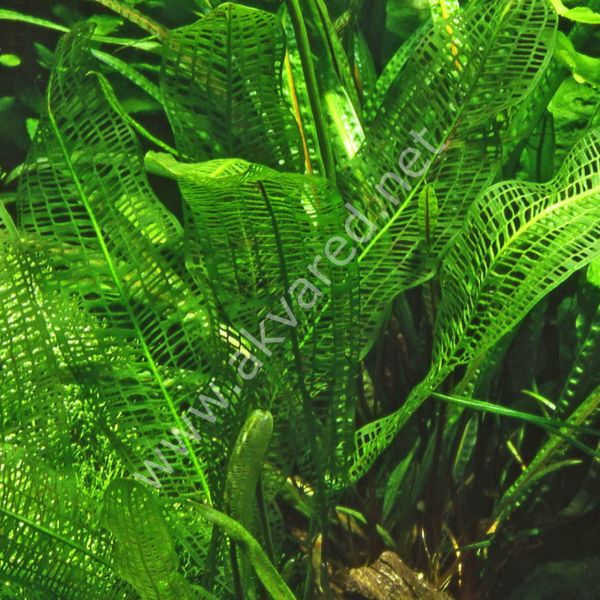 Aponogeton madagascarensis (Yumru) ADET