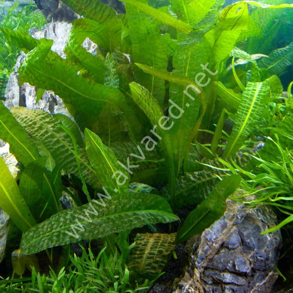 Aponogeton boivinianus (Yumru) ADET