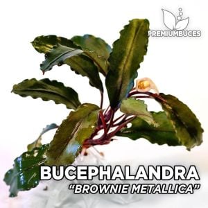 Bucephalandra brownie metallica ADET - ÖN SİPARİŞ