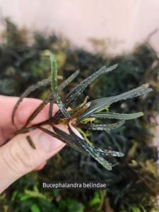 Bucephalandra belindae ADET