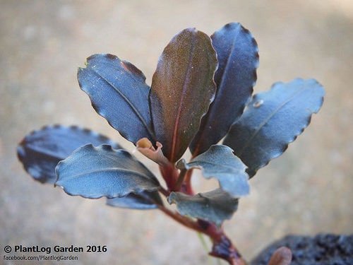 Bucephalandra brownie midnight blue ADET - ÖN SİPARİŞ