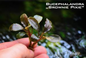 Bucephalandra brownie pixie ADET ÖN SİPARİŞ