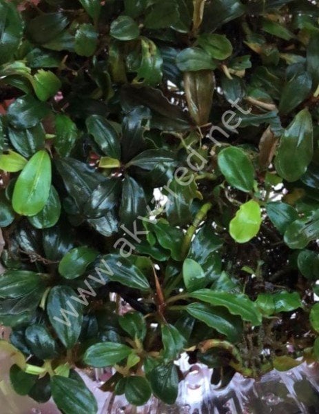 Bucephalandra brownie ghost ADET