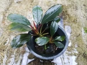 Bucephalandra cascade king ADET ÖN SİPARİŞ